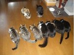 gatos formados.jpg