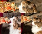 gato pizza.jpg