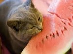 gato sandia.jpg