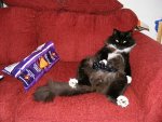 gato sofa.jpg