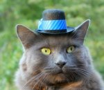 gato gorro.jpeg