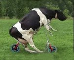 vaca.jpg