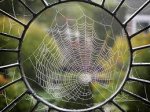 telara&#241;a.jpg