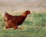 gallina-de-carreras.jpg