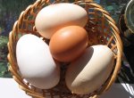 Huevos-Mw.jpg