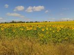 2013-06-09 11.38.40.jpg