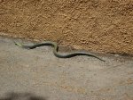 IMG_2369.JPG