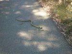 IMG-20130611-WA000.jpg