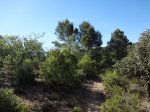 DSC02177.JPG