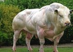 TORO HIPERTROFIADO.jpg