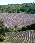 tdf13st16eh-14lavender.jpg