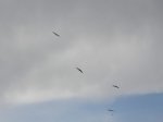 IMGP0721.JPG