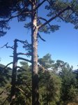 cercegovia_laurixx_010.jpg