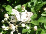 IMGP0960.JPG