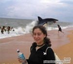 tiburon-en-la-playa.jpg