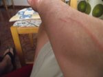 Ara&#241;azo 1.jpg