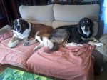cora y tesla.jpg