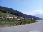 aspin3.jpg
