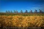 alberta13st3-bluesky.jpg