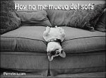 perro.jpg