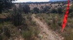 2 Ramp&#243;n entre encinas.jpg