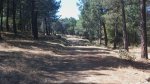 9 Tras cruzar la barrera, cambia el paisaje por con&#237;feras..jpg
