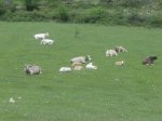 DSC00165.JPG