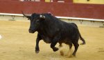 toro2.jpg