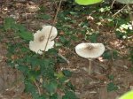 DSC04930.JPG