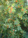 P9180019 (Copiar).JPG