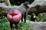 mandril.jpg