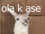ola-k-ase.jpg