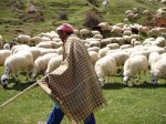 pastorovejas01.jpg