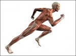 El-Musculo-Corredor.jpg
