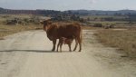 vaca.jpg