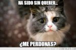 gato1.jpg
