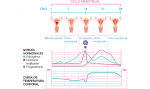 tabla-ciclo-menstrual-nutritienda-magazine-2012.png