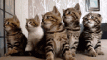 Viendo_el_Video_26vs29.gif