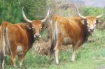 vaca celta.jpg