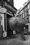 Elefante.jpg