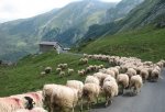 Sheep (3).jpg