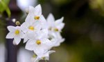 flower_landscape_day.jpg
