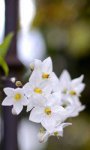flower_portrait_day.jpg