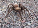 tarantula.jpg