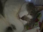 IMG-20130116-WA0000.jpg