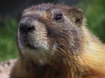 marmotatf4.jpg
