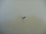 P1160211_800x600.jpg