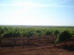 DSC00565.jpg