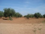 DSC00575.jpg