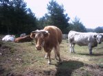 canencia morcuera 056.jpg